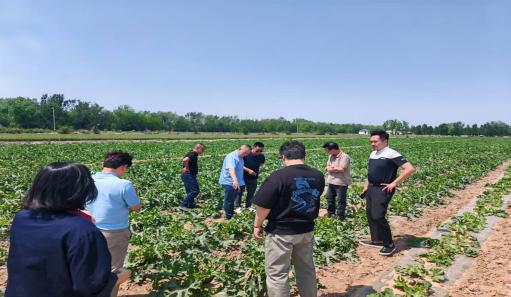 韓國客戶代表團(tuán)到訪我司實(shí)地考察茭瓜種植基地